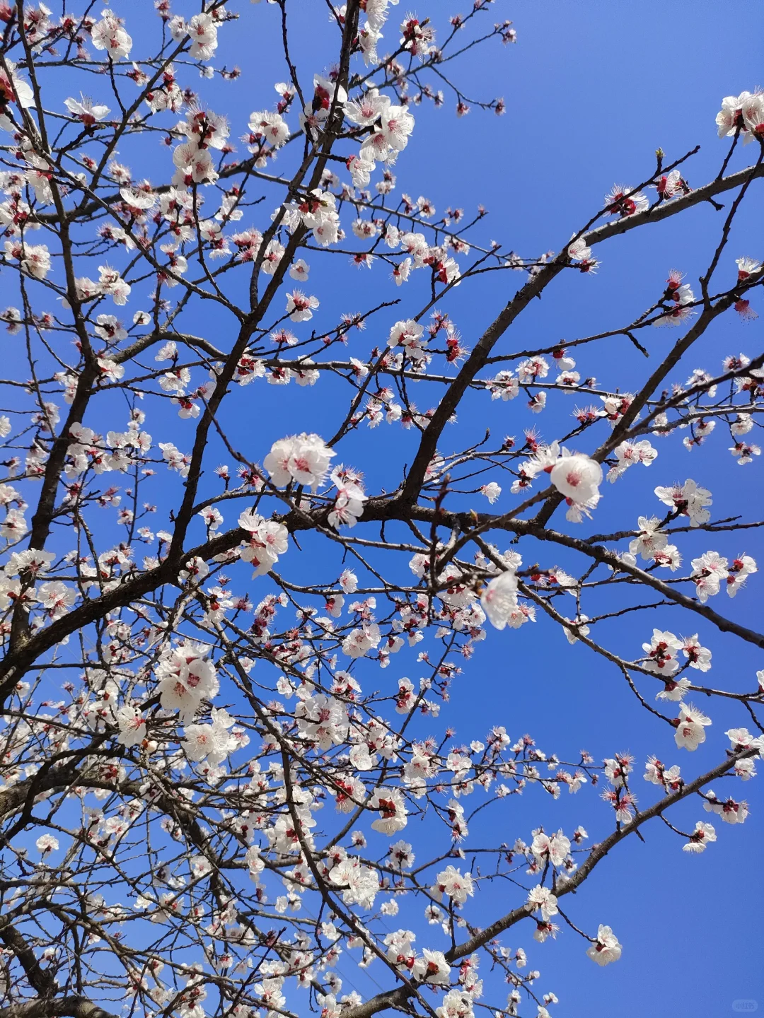 春物竞相妒，杏花应最娇