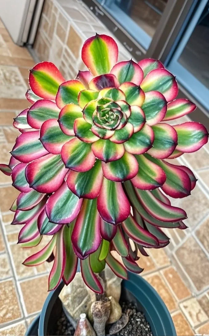 一年之中美杜莎最美的时刻！