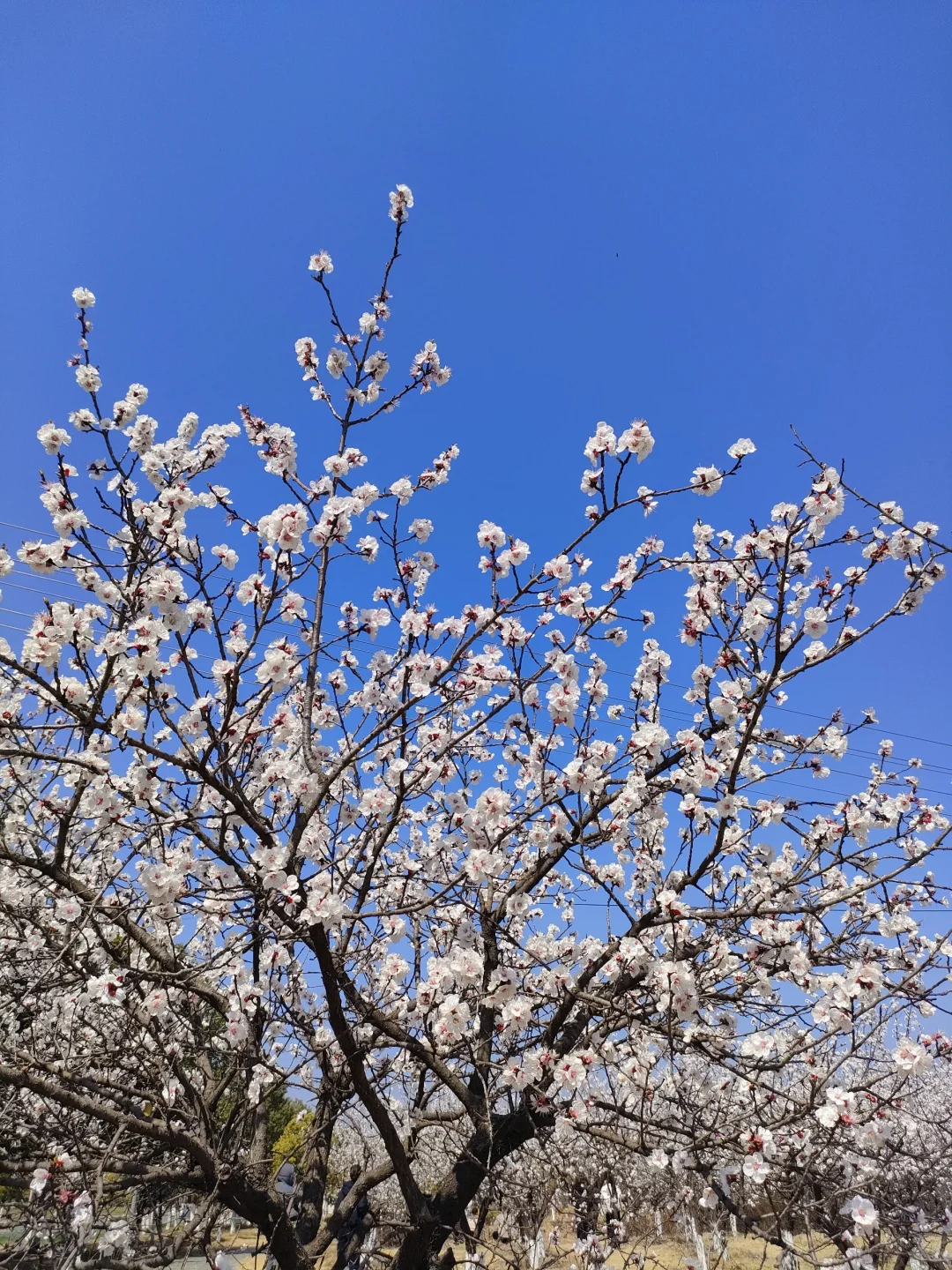 春物竞相妒，杏花应最娇