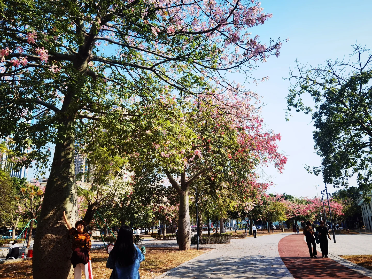 华为p40拍摄，不出市区的异木棉花海