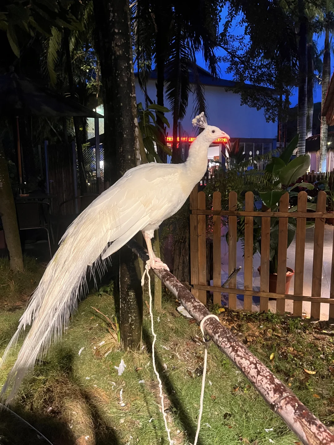 美丽的西双版纳孔雀谷🦚温泉♨️