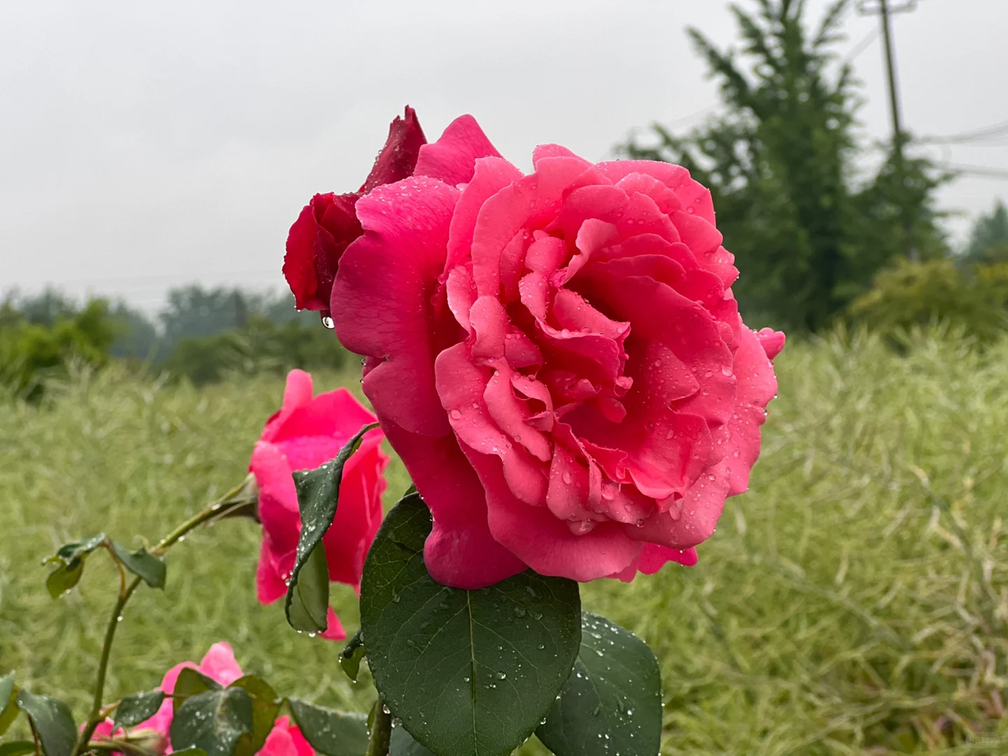 #娇艳欲滴有了具象化的描述