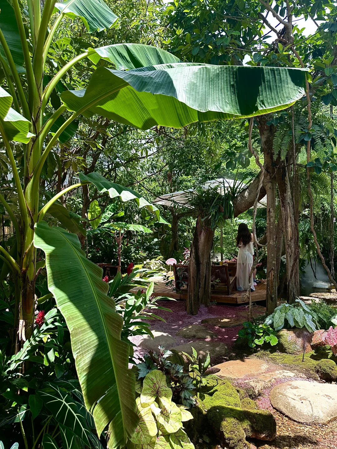 误入版纳爱丽丝梦游仙境