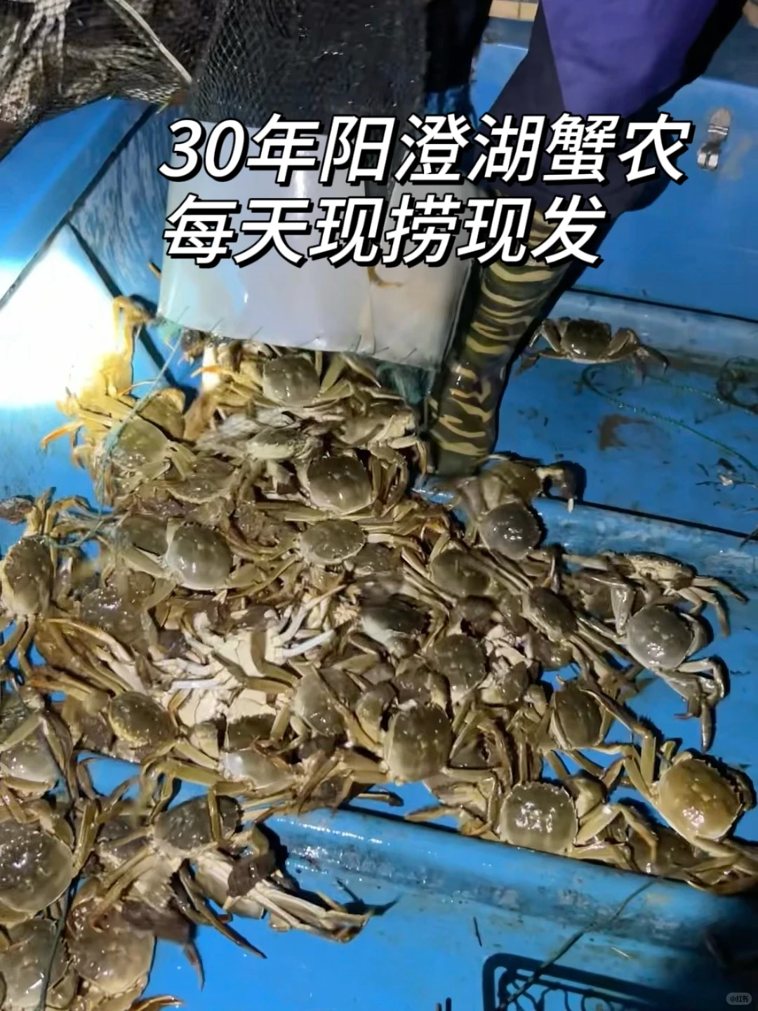 糊嗓警告❗绝啊，比猪油还香的公蟹膏~