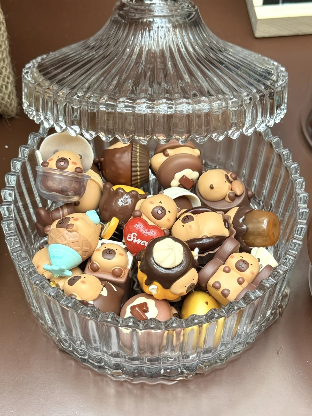 😍在深圳偶遇豚豚崽啦🍫还是华南首站!