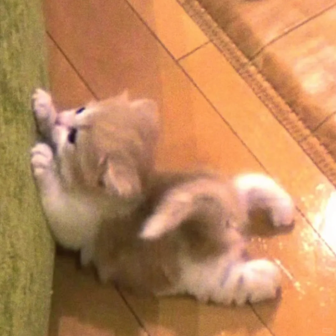 审美累积·存心仪头像（92/1818）