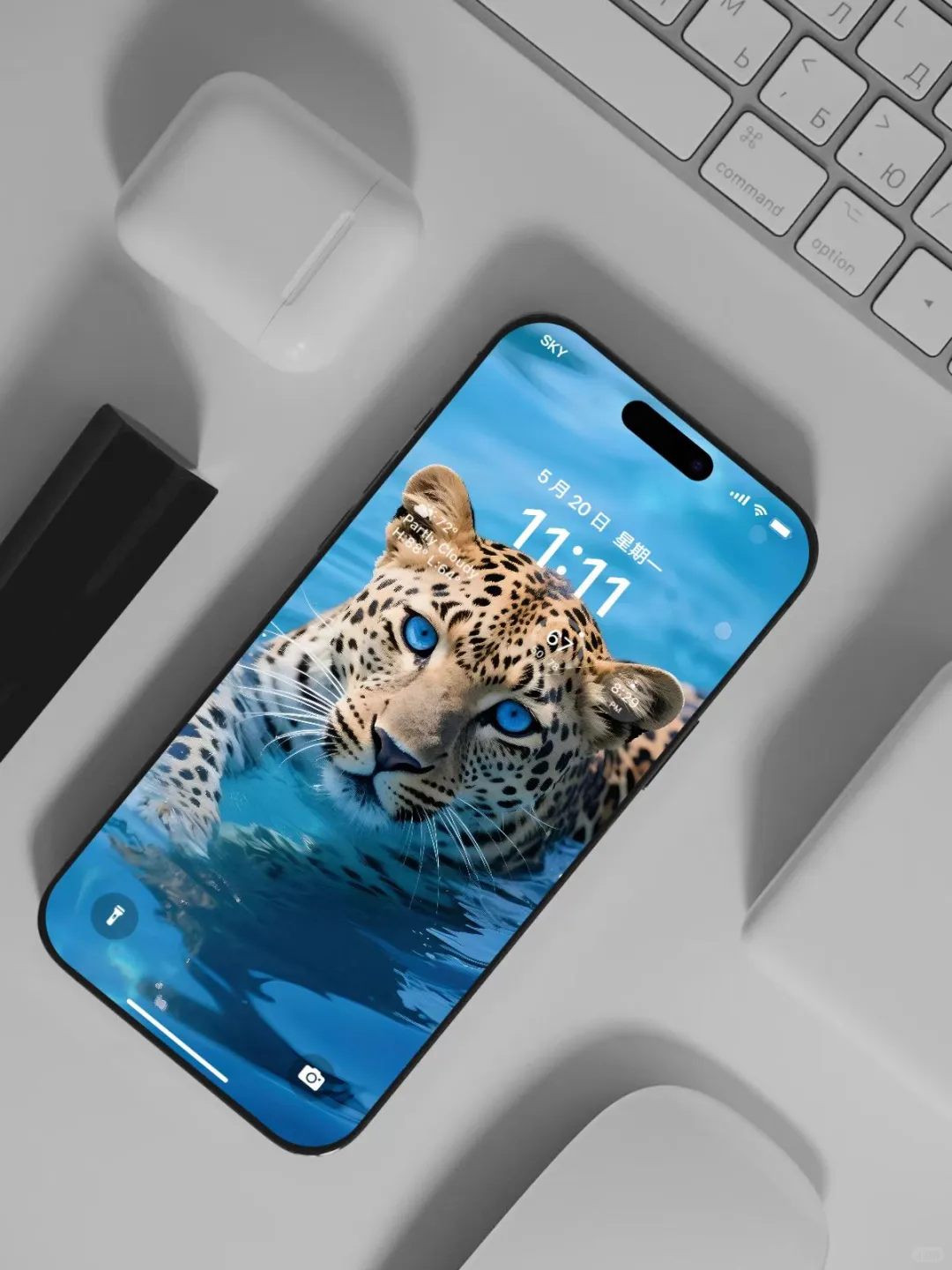 【壁纸分享】蓝眼金钱豹🤩