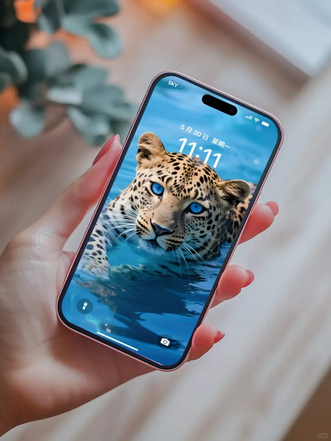 【壁纸分享】蓝眼金钱豹🤩
