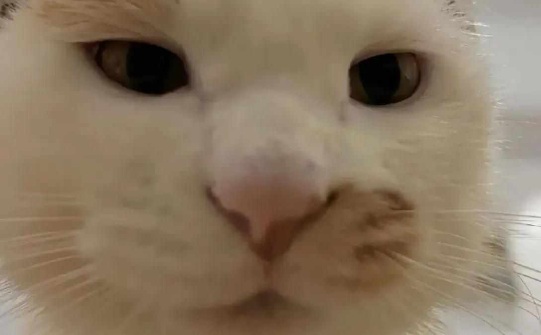 一股河南味的小猫表情包