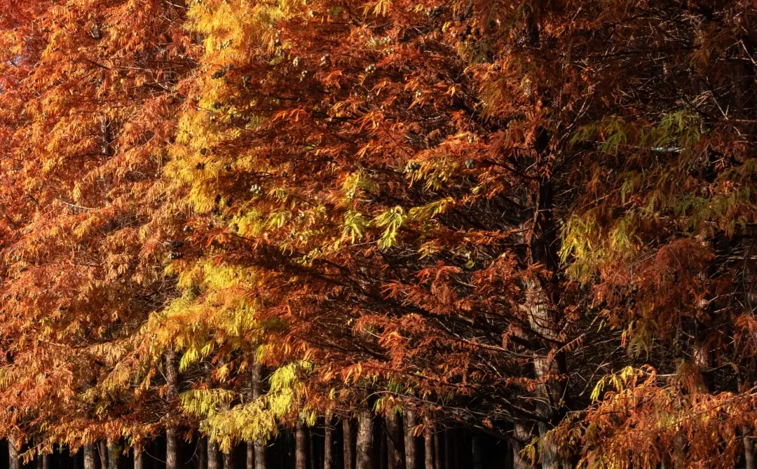 “星星落在树上””