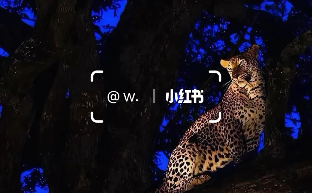 会呼吸的豹子，太帅了！😛