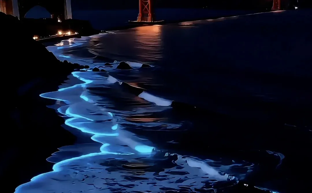 金门大桥荧光海动态壁纸丨创意动态壁纸#032