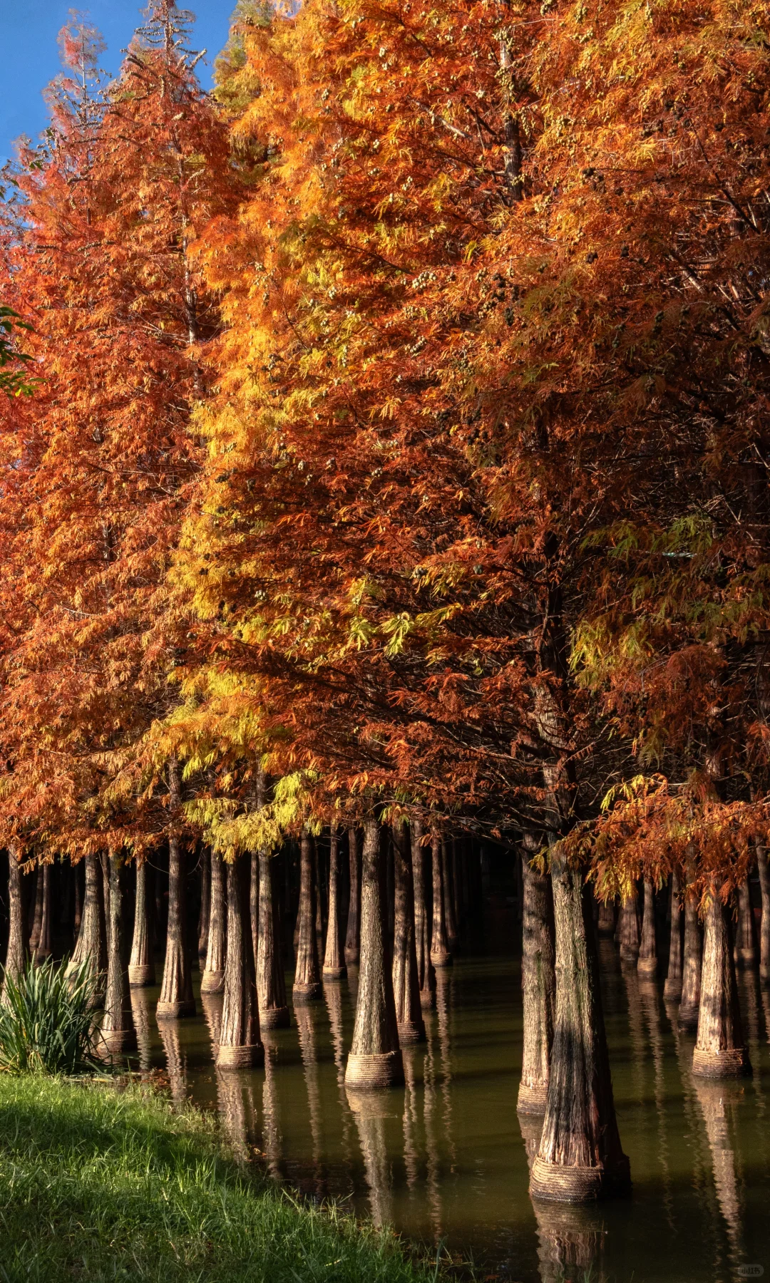“星星落在树上””