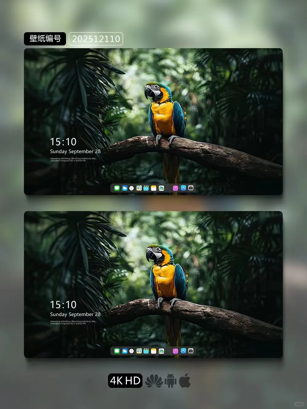 一套封神的鹦鹉壁纸多设备同步手机壁纸