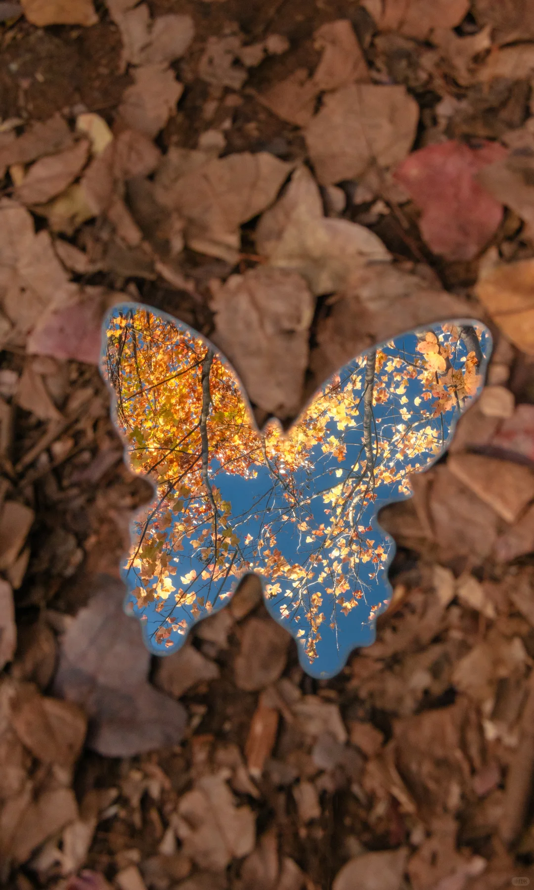 “星星落在树上””