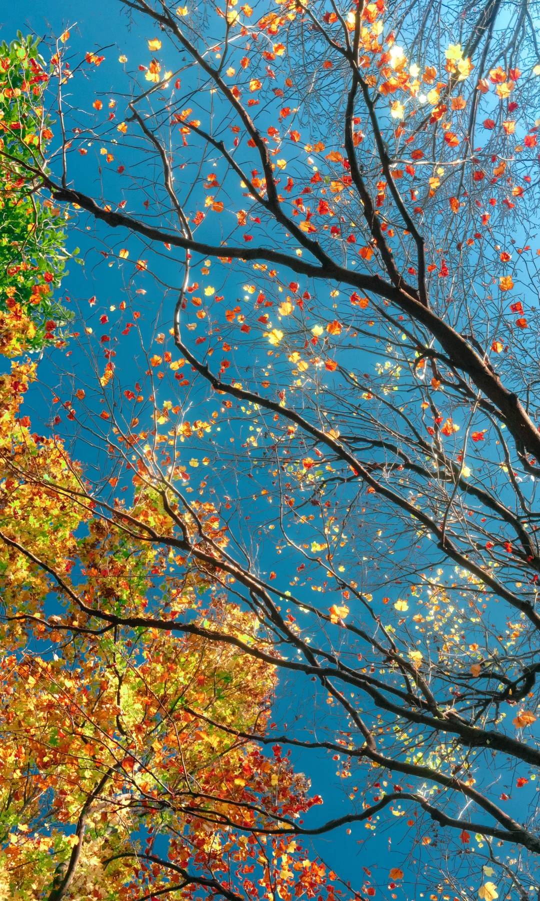 “星星落在树上””