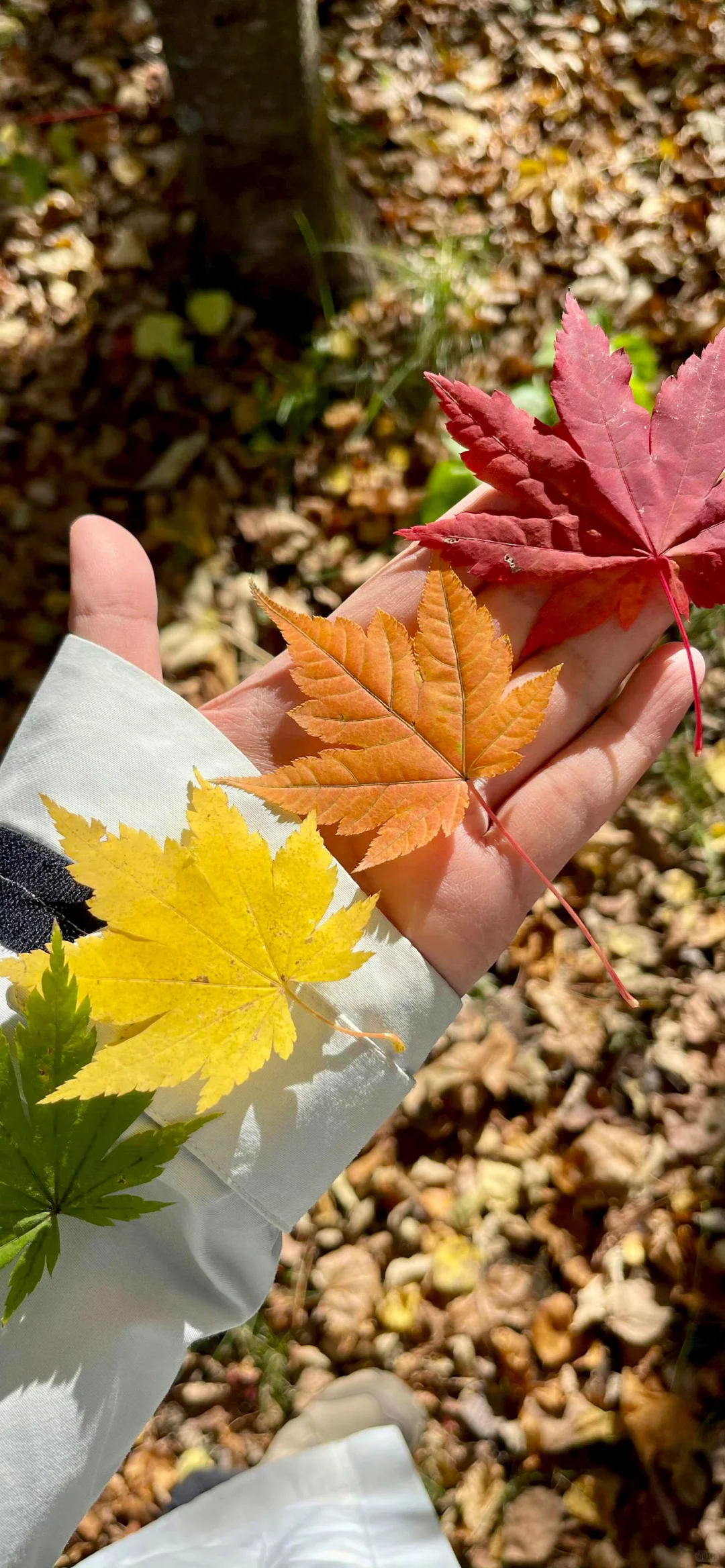 2025年你应该用的手机壁纸！~！