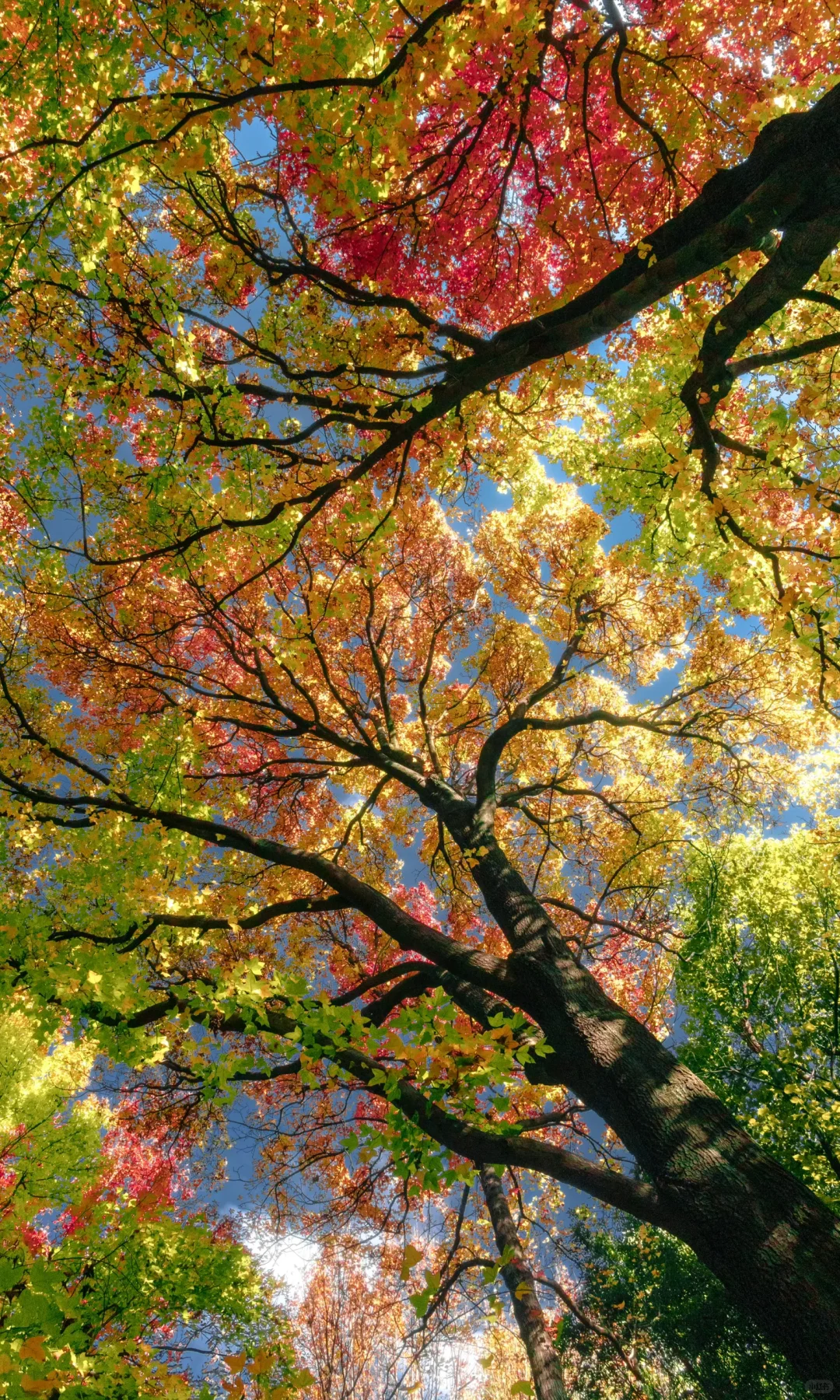 “星星落在树上””