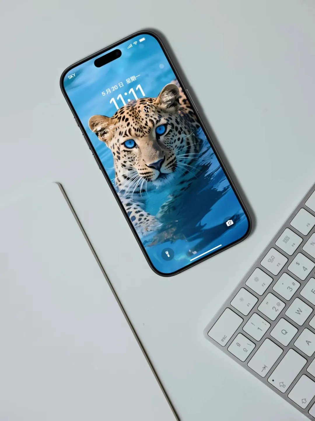 【壁纸分享】蓝眼金钱豹🤩