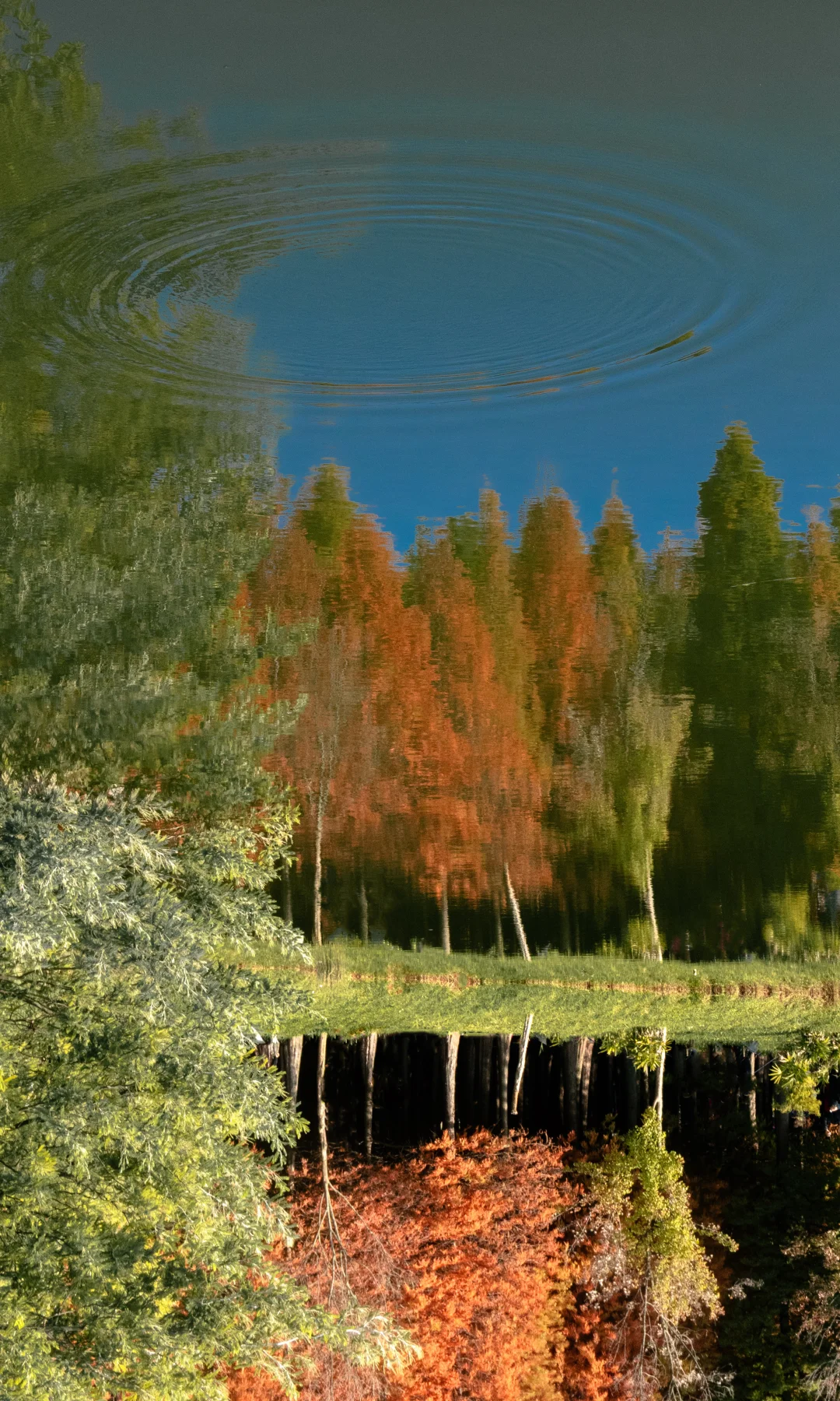 “星星落在树上””