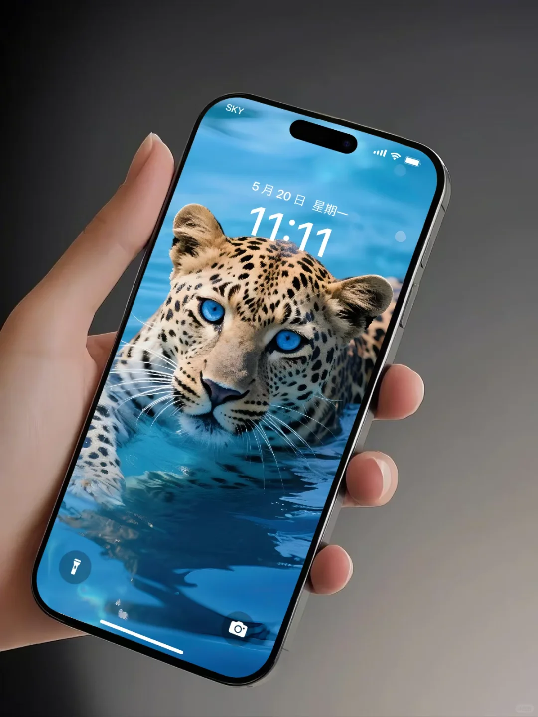 【壁纸分享】蓝眼金钱豹🤩