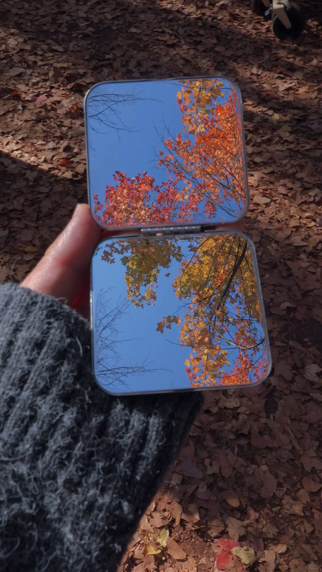 “星星落在树上””