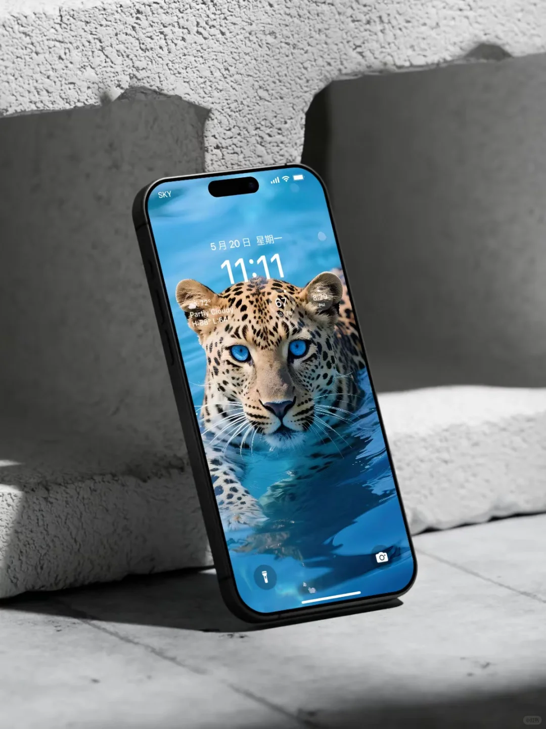 【壁纸分享】蓝眼金钱豹🤩