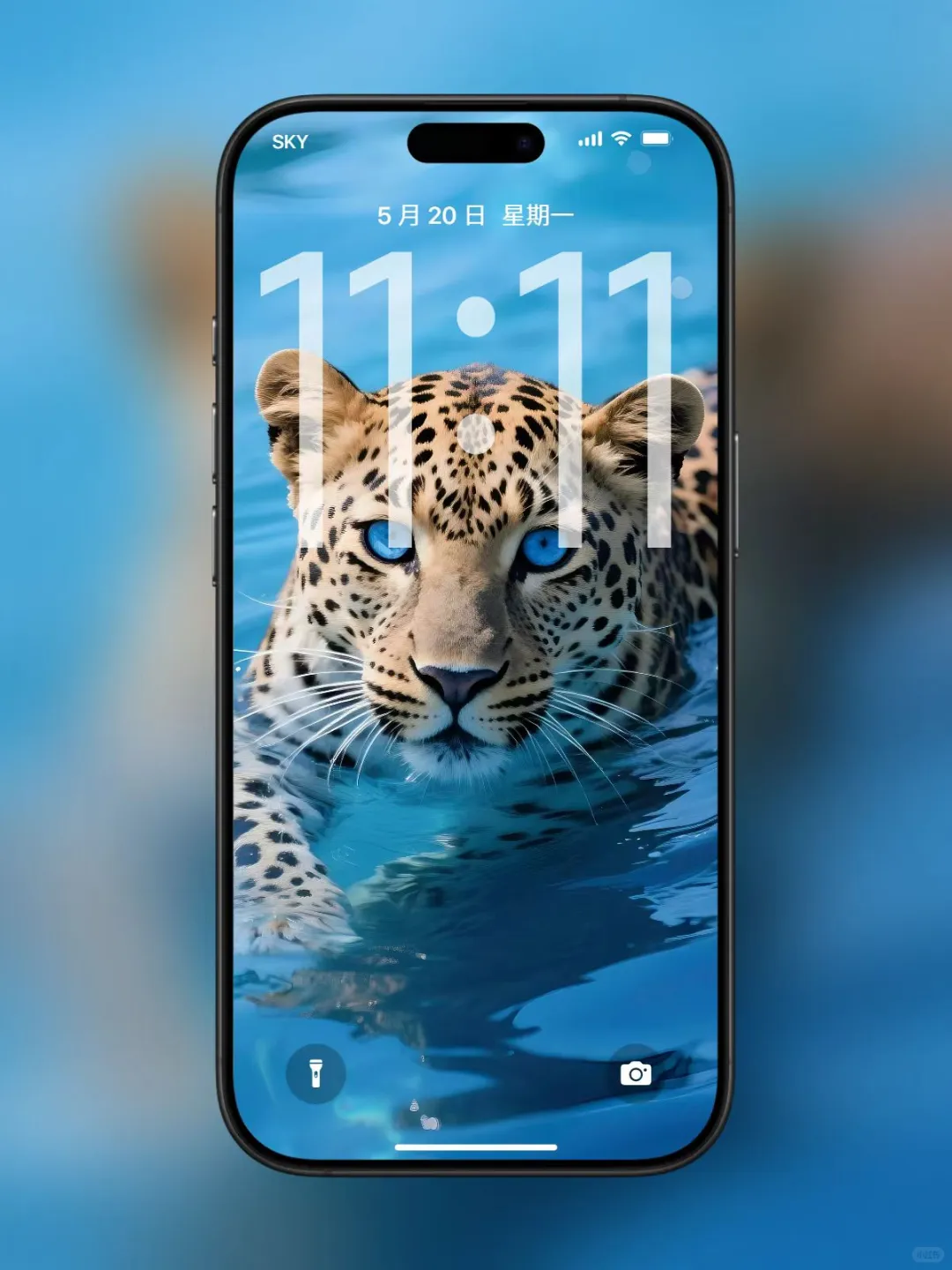 【壁纸分享】蓝眼金钱豹🤩