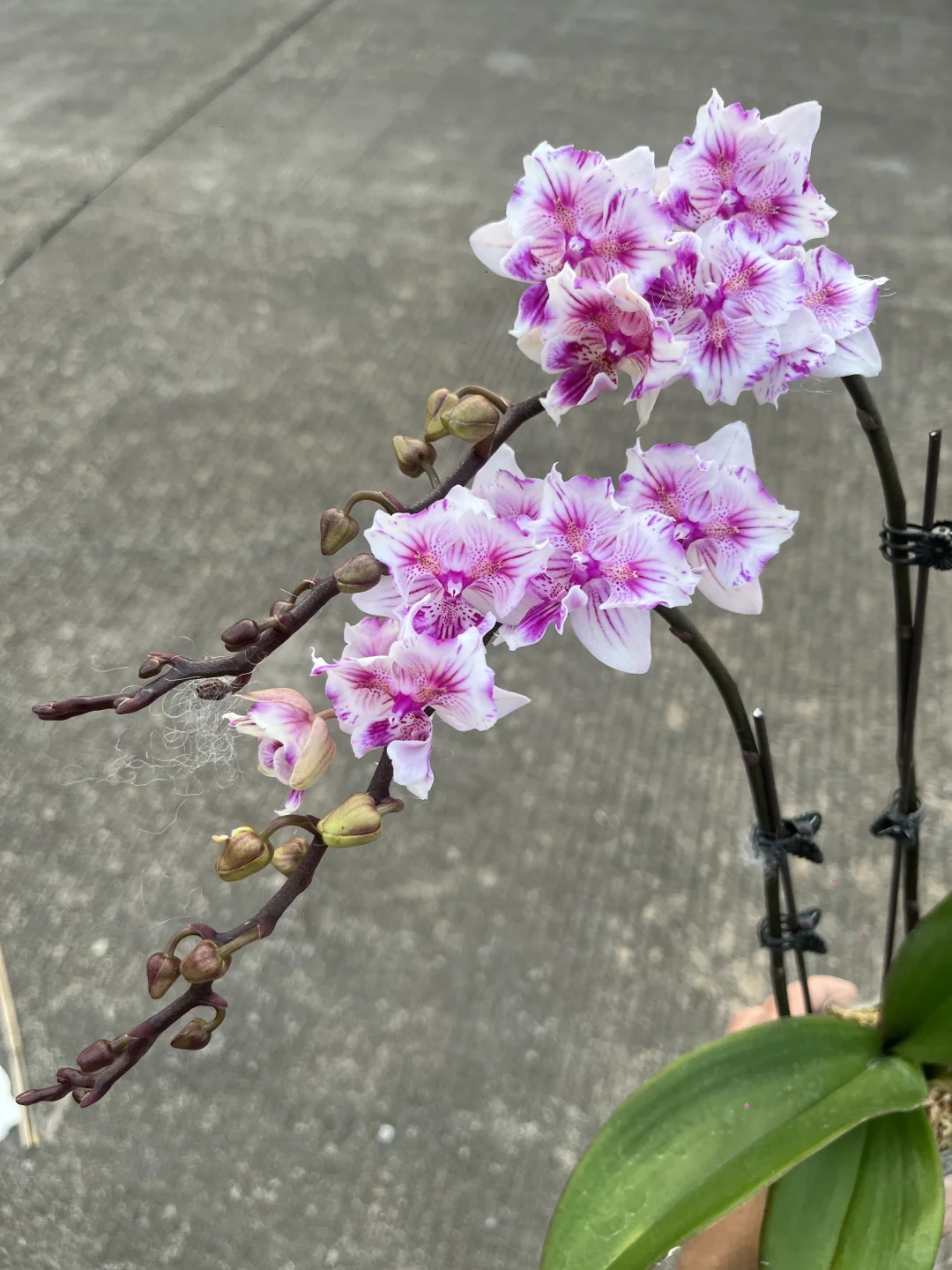 可爱多两眼蕾丝