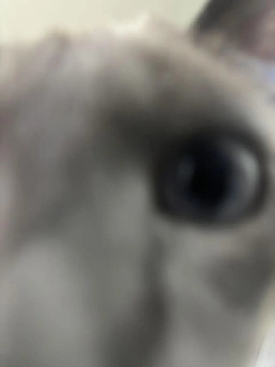 我爸说了，高颜值不怕怼脸拍