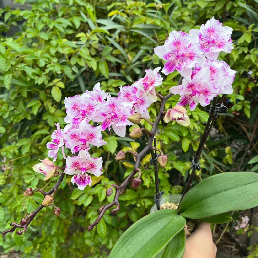 可爱多两眼蕾丝