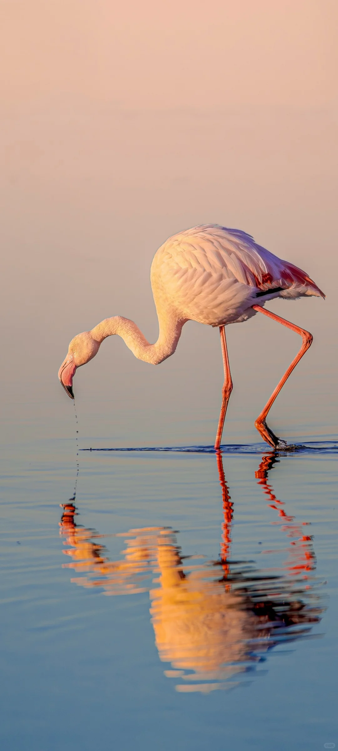 氛围感拉满！解锁手机桌面的高级松弛感！！