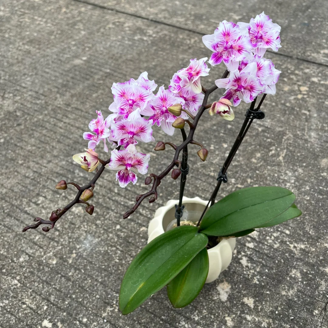 可爱多两眼蕾丝