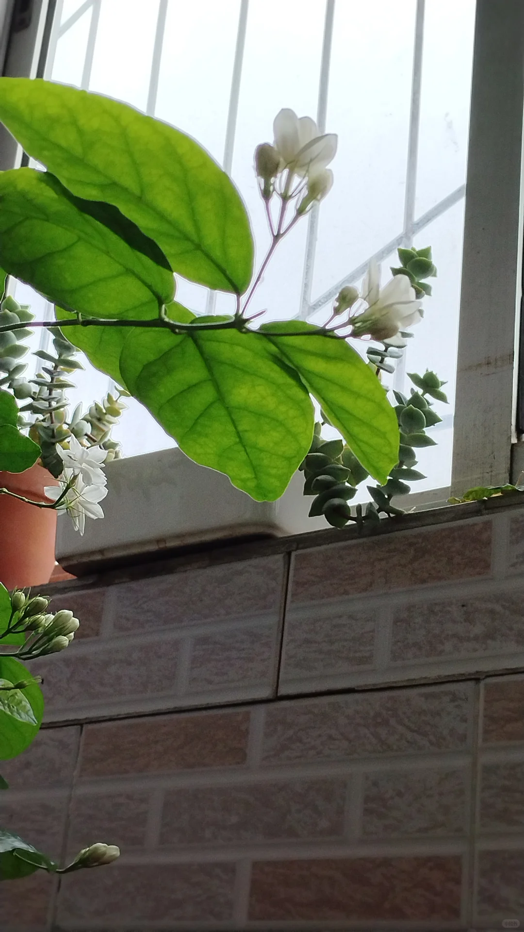 蕾丝公主的花边