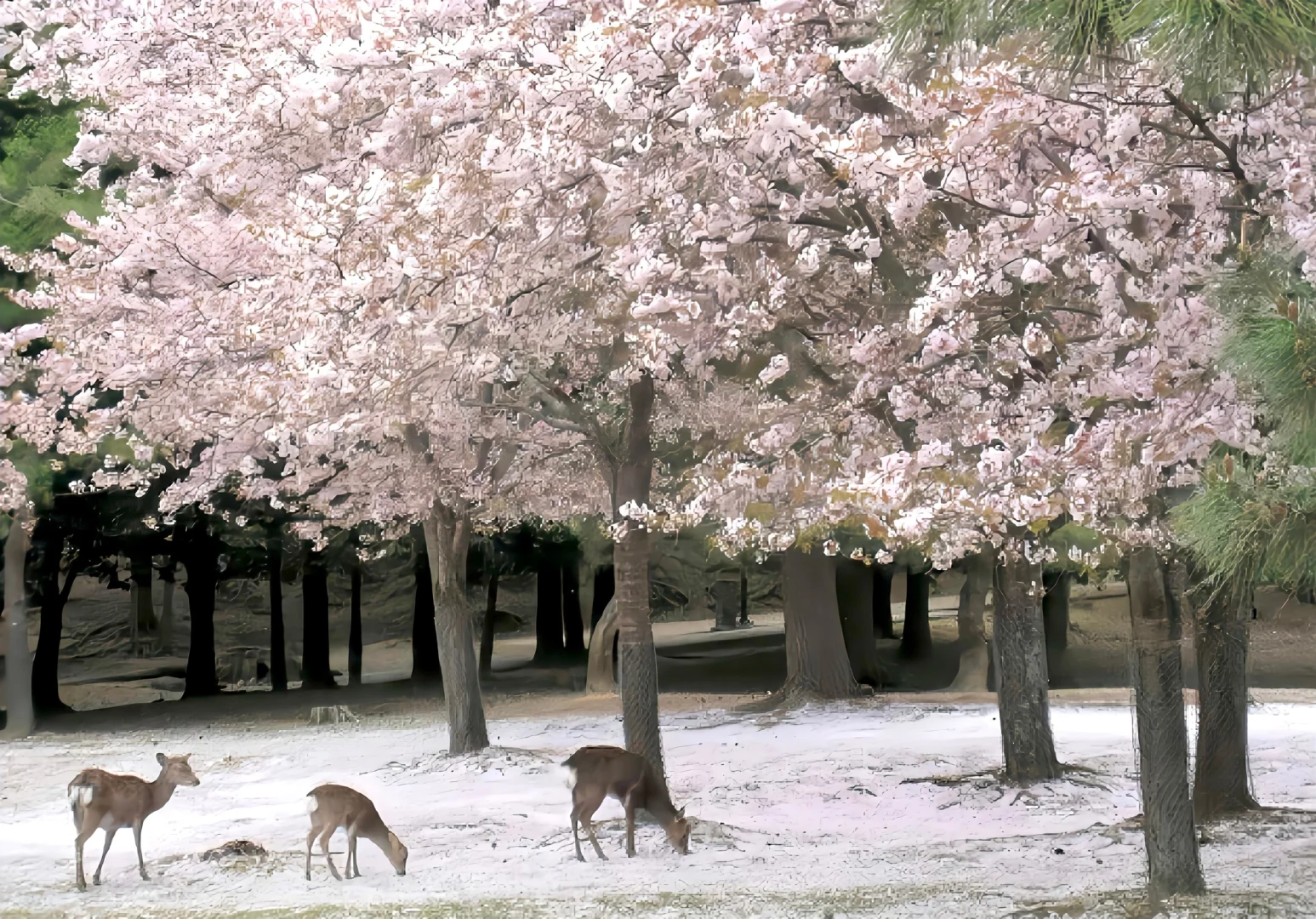 一期iPad壁纸壁纸分享💭´-ωก`