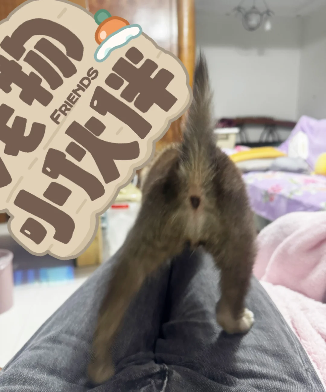 人 我的屁股翘到可以顶起一根尾巴