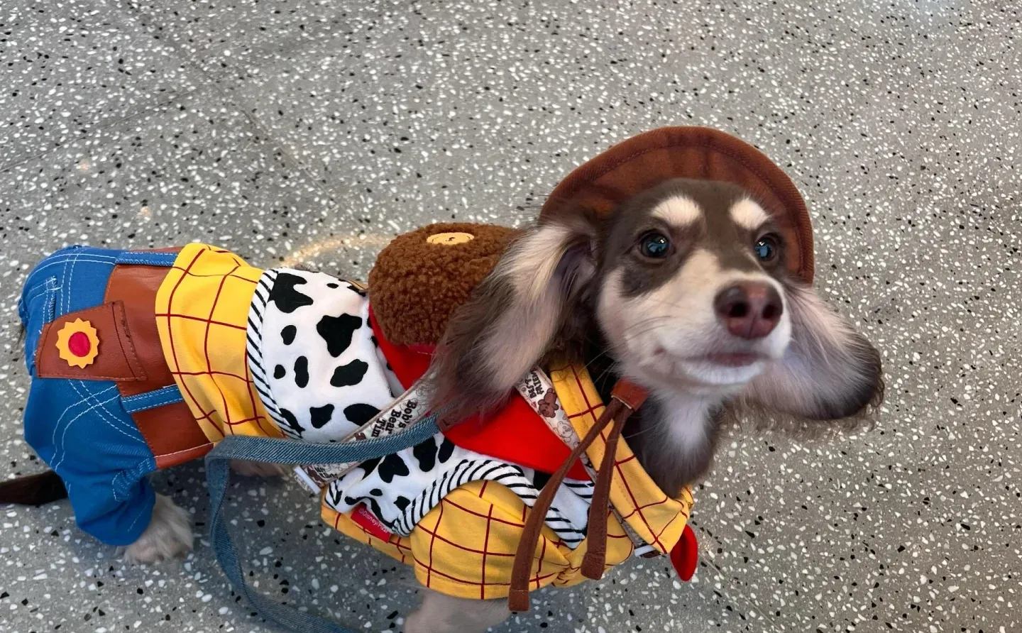 𝐒𝐡𝐚𝐫𝐞｜腊肠狗iPad壁纸