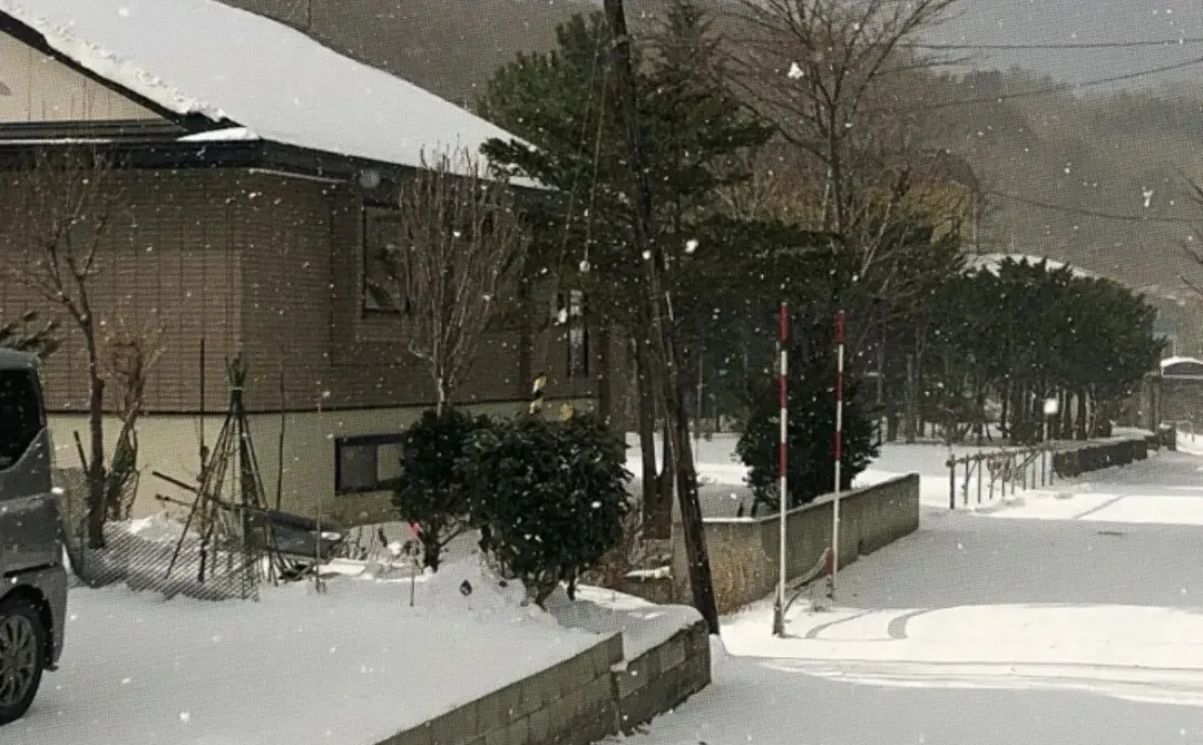 每日壁纸｜🐶🐶🐶