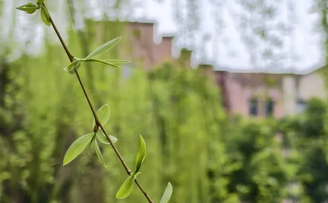 难怪要用梨花带雨来形容女孩柔美娇弱