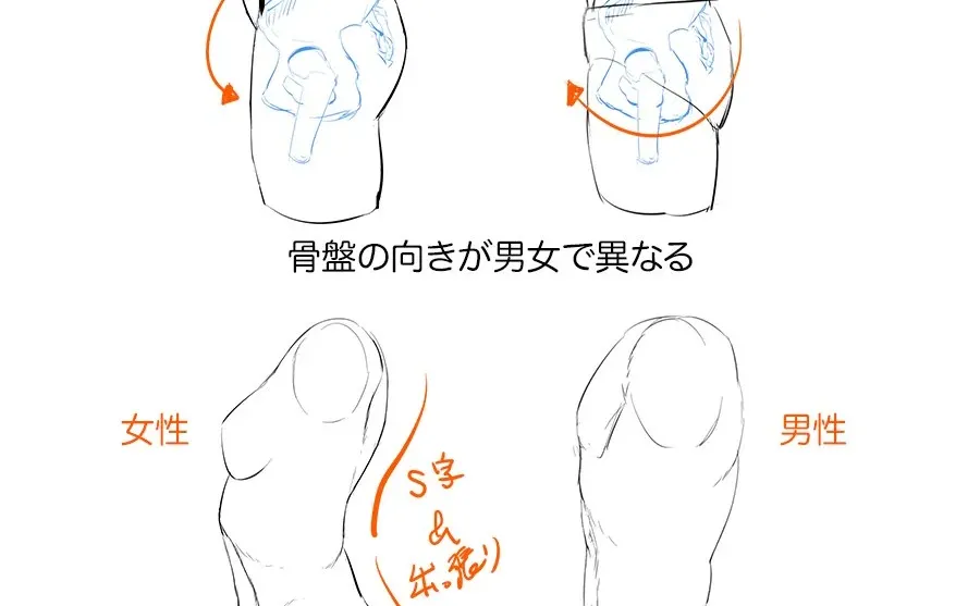 告别假臀：男女躯干S线画法