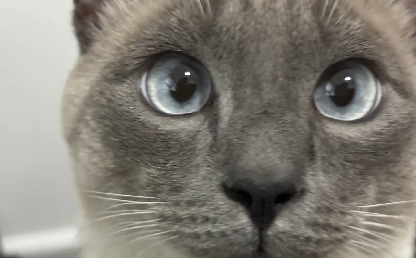 我爸说了，高颜值不怕怼脸拍