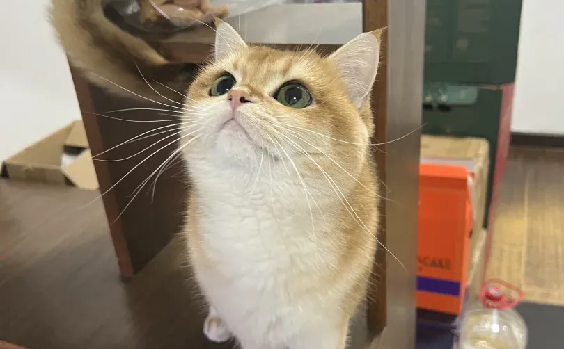 找女朋友找女朋友！