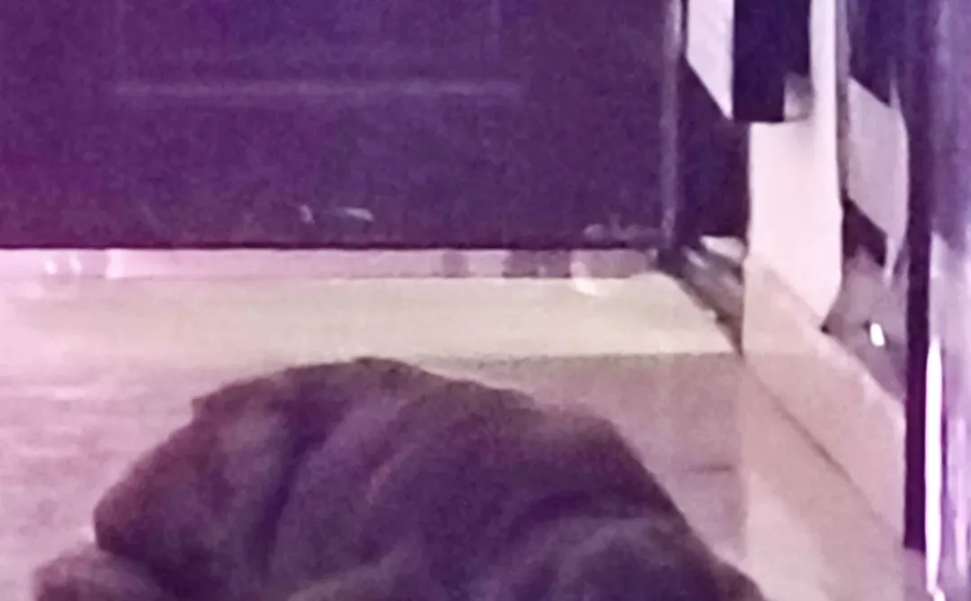 金毛这个品种都是小天使吗？