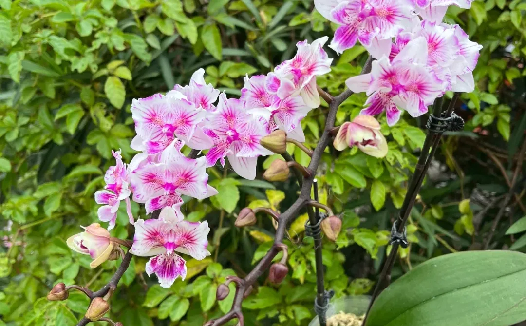 可爱多两眼蕾丝