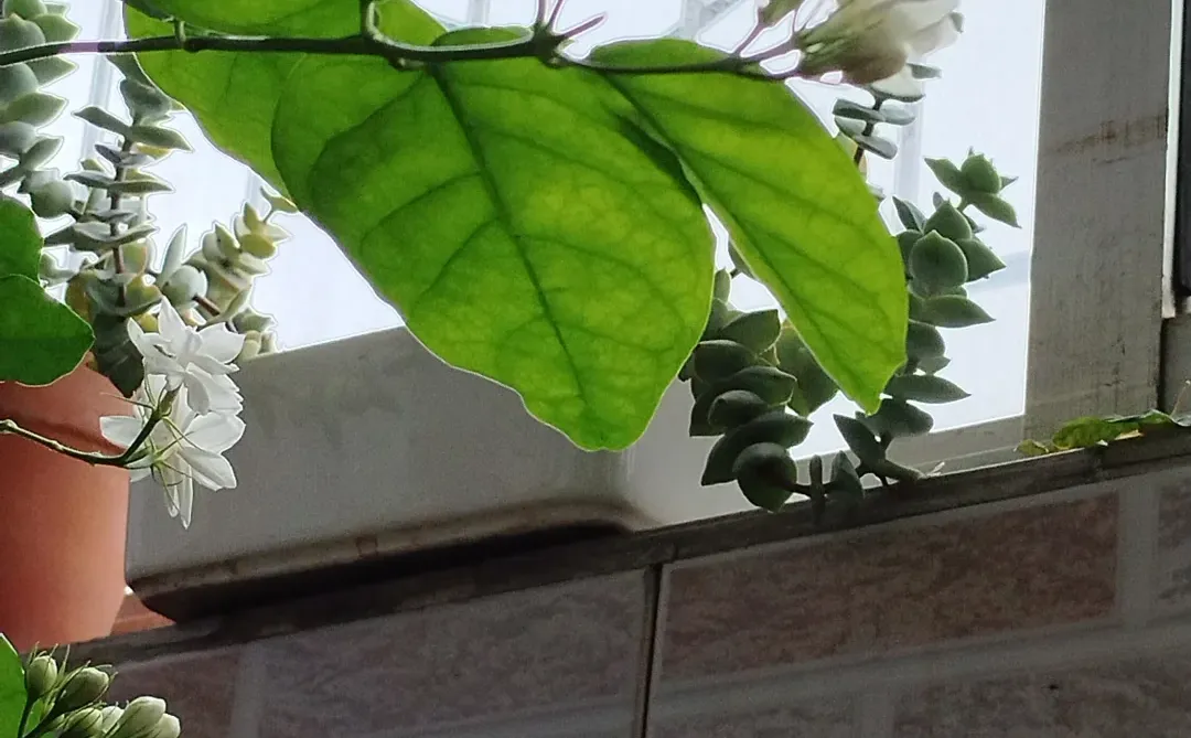 蕾丝公主的花边