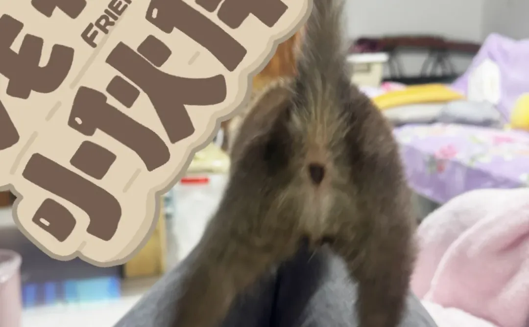 人 我的屁股翘到可以顶起一根尾巴