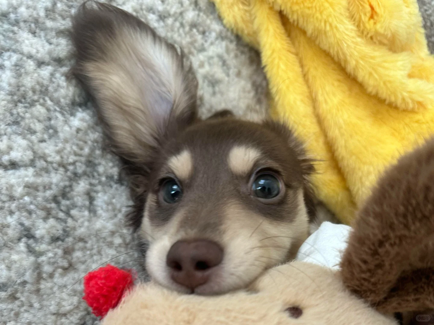 𝐒𝐡𝐚𝐫𝐞｜腊肠狗iPad壁纸