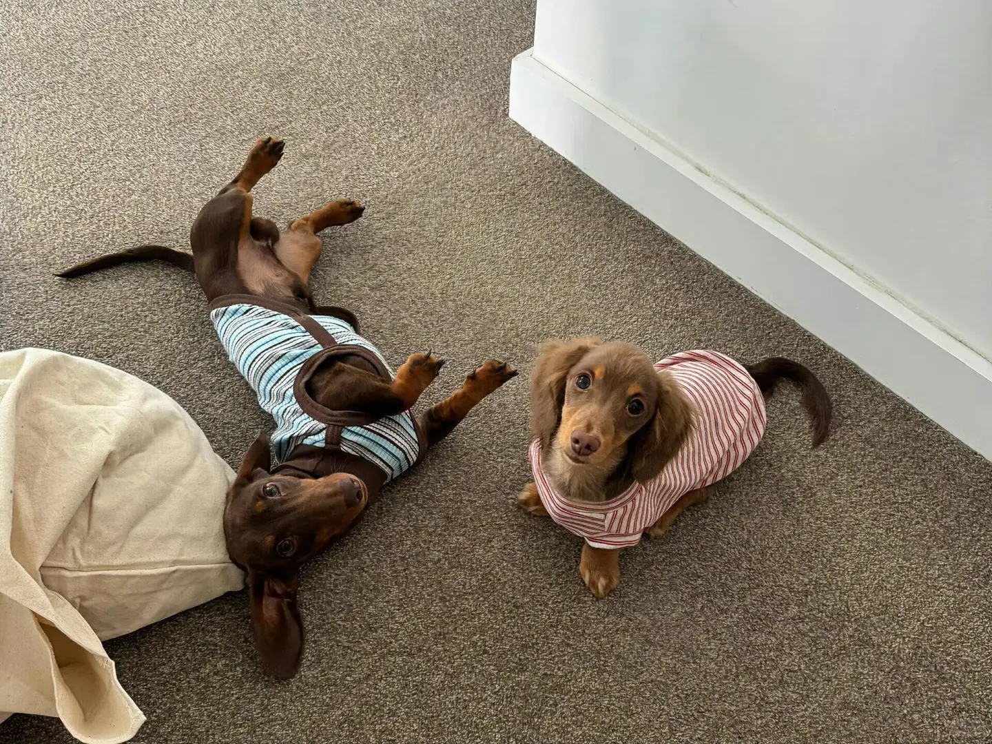 iPad壁纸｜每一张都很爱