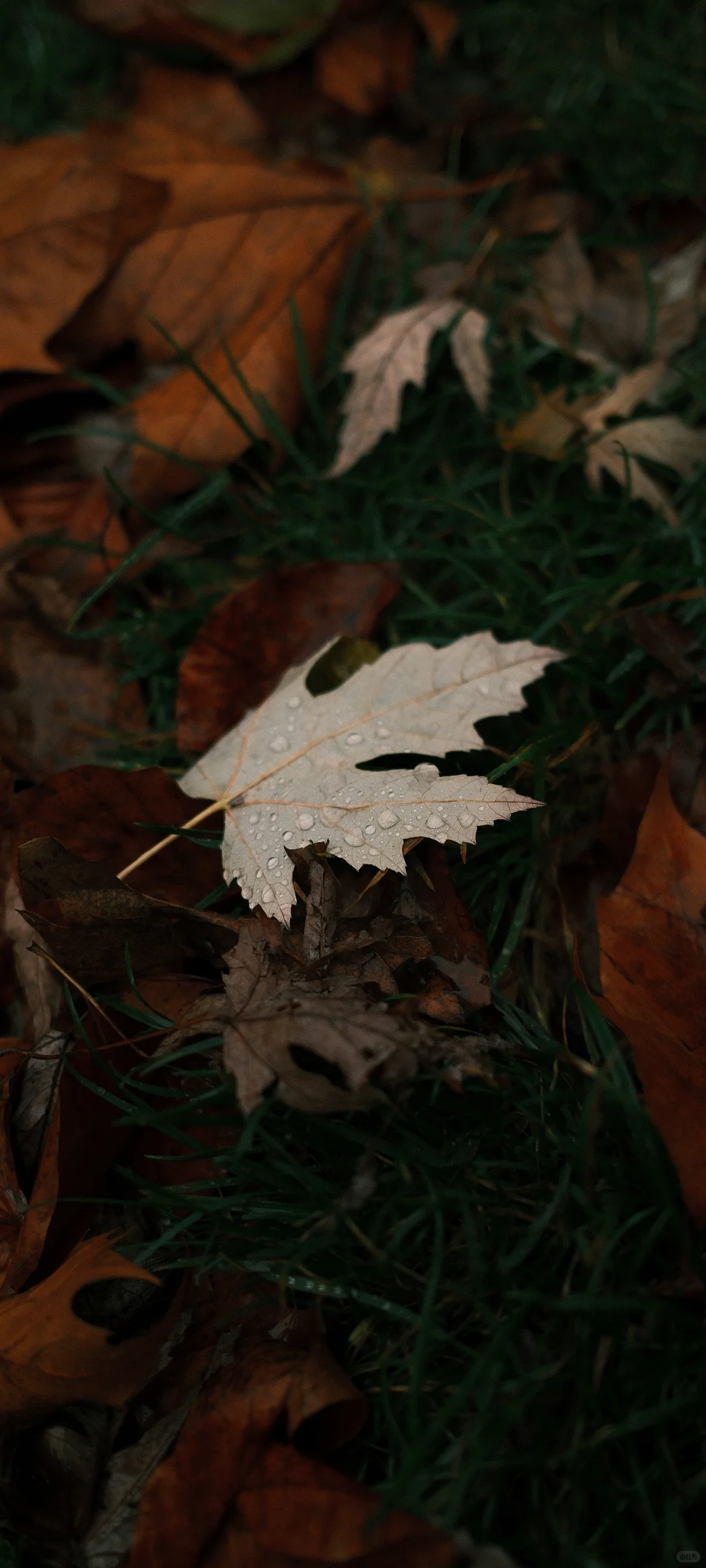 氛围感拉满！解锁手机桌面的高级松弛感！！