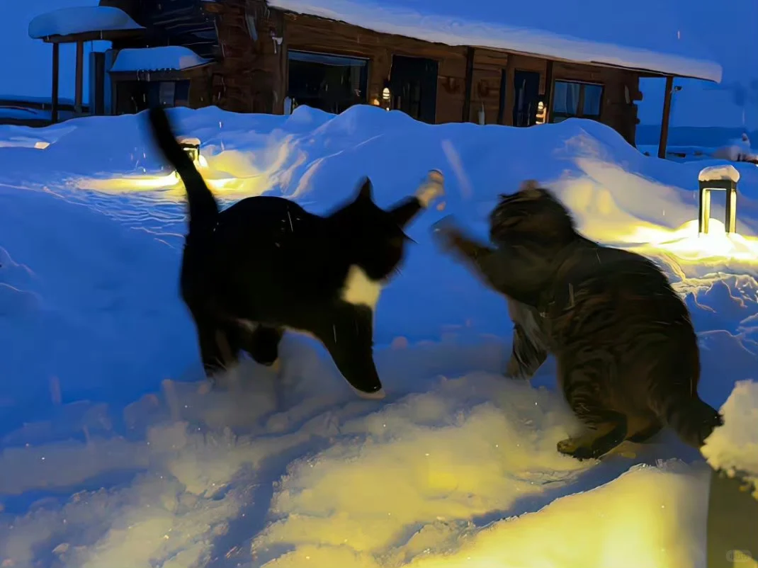 冬日治愈ipad壁纸